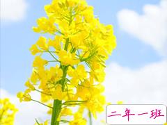 关于油菜花的说说简短带图片 2021晒油菜花自拍的短句