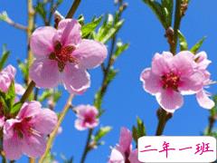 春天桃花开的唯美句子配图 朋友圈晒桃花开了句子2021