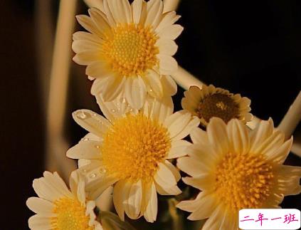 朋友圈晒花朵的优美文案 关于晒花朵的朋友圈7