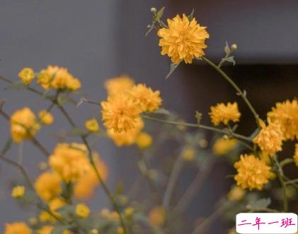 朋友圈晒花朵的优美文案 关于晒花朵的朋友圈8