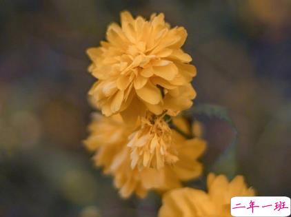 朋友圈晒花朵的优美文案 关于晒花朵的朋友圈9