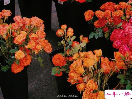 朋友圈晒花朵的优美文案 关于晒花朵的朋友圈10