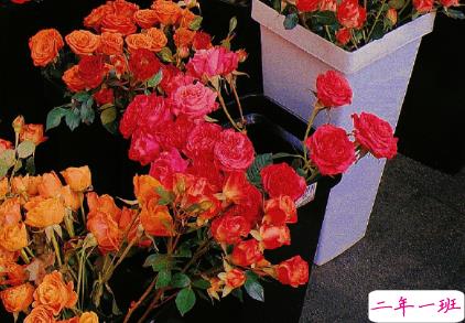 朋友圈晒花朵的优美文案 关于晒花朵的朋友圈11