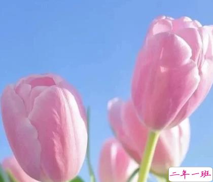 朋友圈晒花朵的优美文案 关于晒花朵的朋友圈14