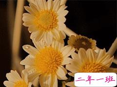 朋友圈晒花朵的优美文案 关于晒花朵的朋友圈