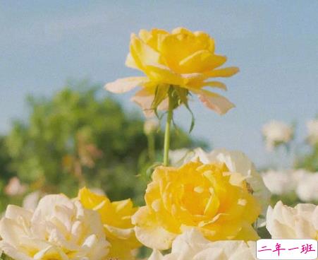 比晚安更高级的撩人情话 睡前情话最暖心撩人10