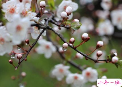 赞美春雨的优美句子 描写春雨的唯美文案2