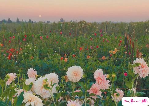 适合三月发朋友圈的文艺句子 想和你一起在三月吹春风1