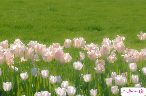 适合四月发朋友圈的文艺句子 2021四月超级文艺的文案合集2