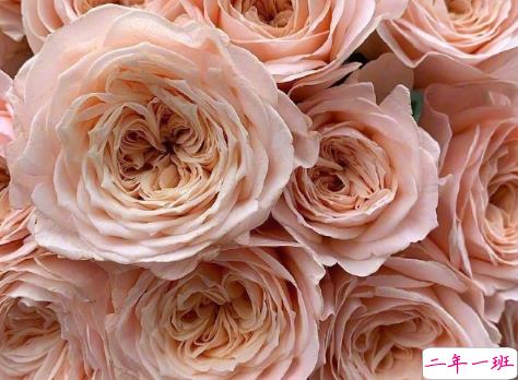 浪漫治愈的鲜花文案 花店走心的唯美文案1