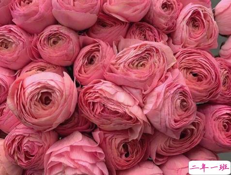 浪漫治愈的鲜花文案 花店走心的唯美文案2