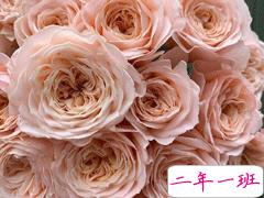 浪漫治愈的鲜花文案 花店走心的唯美文案