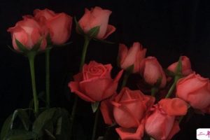 2021让妈妈感动的祝福句子 母亲节感恩妈妈的话