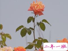 2021最扎心的情感语录 能够引起共鸣的感情文案