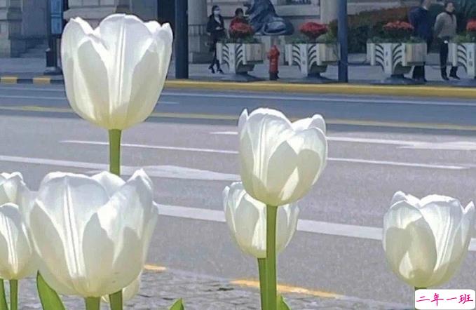 写给妈妈的赞美句子大全 2021母亲节赞美妈妈的话简短唯美1