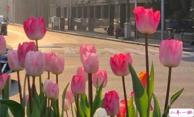 写给妈妈的赞美句子大全 2021母亲节赞美妈妈的话简短唯美2