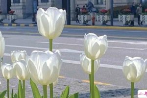 写给妈妈的赞美句子大全 2021母亲节赞美妈妈的话简短唯美