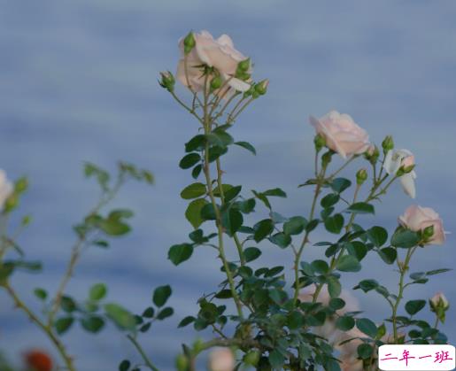 周末宅在家的最经典说说 休息在家的唯美句子2