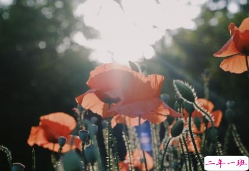 2021五月最后一天伤感说说 告别五月的心情短句2