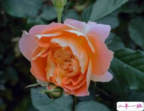 520收到礼物的心情说说 2021收到520礼物感动开心发朋友圈文案2