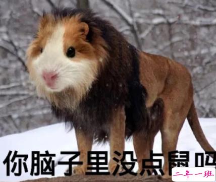 最近很火的内卷段子文案带图片 关于内卷的搞笑语录3