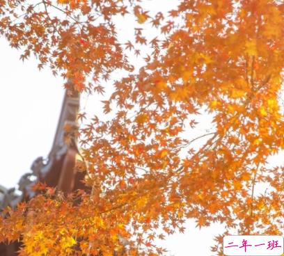 秋季降温的文案带图片 秋季降温问候语的文案8