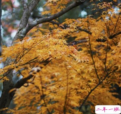 秋季降温的文案带图片 秋季降温问候语的文案11