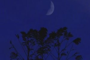 感觉生活很无趣很迷茫说说 对于生活没有方向感的句子