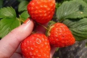 去果园摘草莓很开心的说说 天气好摘草莓的开心句子