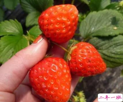 去果园摘草莓很开心的说说 天气好摘草莓的开心句子1