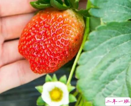 去果园摘草莓很开心的说说 天气好摘草莓的开心句子2