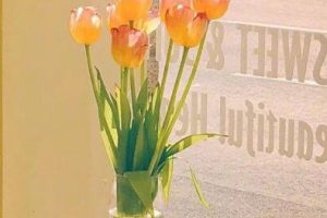 关于仪式感的搞笑句子 生活充满仪式感的搞笑文案