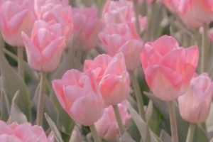 2022除夕夜跟爱人表白的文案 除夕夜写给爱人的祝福语