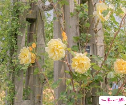 很憨很俏皮的朋友圈2022最新 很调皮的搞笑的句子2