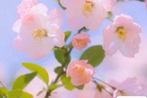 春天到来的唯美文案发朋友圈 2022春天发朋友圈的好听语录