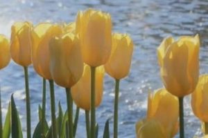 一个人散步的唯美短句 独自一个人散步的朋友圈