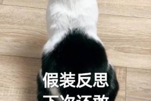 最新版给你带来欢乐搞笑说说带图片 我们走得太快灵魂都跟不上了