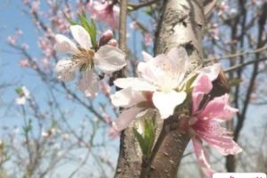 2022春季踏青的微信说说 踏春发朋友圈的唯美句子