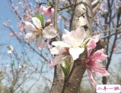 2022春季踏青的微信说说 踏春发朋友圈的唯美句子1