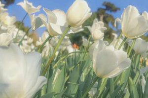 第一次谈恋爱的心情说说 第一次恋爱的开心语录