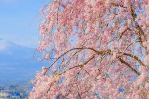 甜甜的又酷酷的朋友圈说说带图片 心情要好人要美生活要嗨