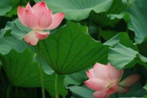 朋友圈关于夏天夜晚的唯美说说带图片 熬三个月奔赴盛夏