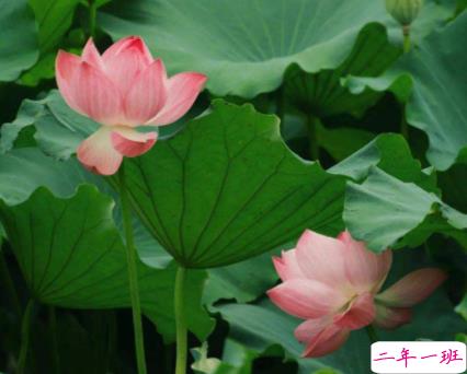 朋友圈关于夏天夜晚的唯美说说带图片 熬三个月奔赴盛夏1