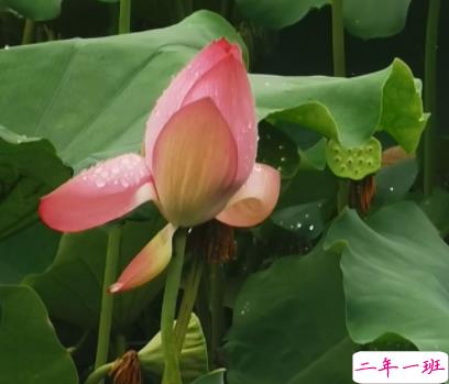 朋友圈关于夏天夜晚的唯美说说带图片 熬三个月奔赴盛夏2