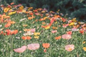 2022三八妇女节给妈妈的祝福语 写给妈妈的节日好听文案