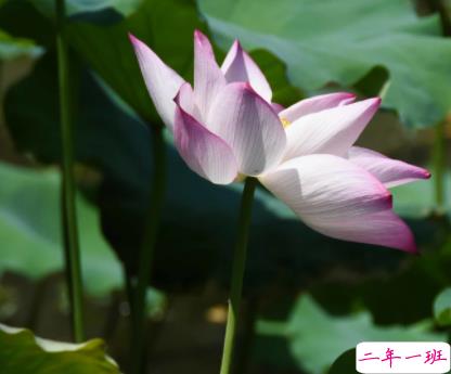 朋友圈关于夏天夜晚的唯美说说带图片 熬三个月奔赴盛夏14