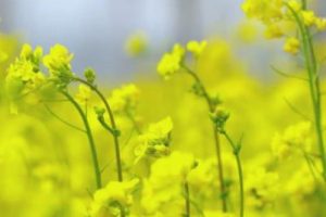 油菜花拍照的朋友圈说说 2022油菜花配照片的说说