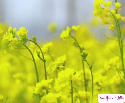 油菜花拍照的朋友圈说说 2022油菜花配照片的说说1