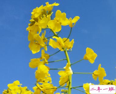 油菜花拍照的朋友圈说说 2022油菜花配照片的说说2