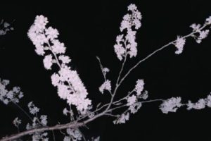 做妈妈不容易的句子 当妈妈辛苦的文案